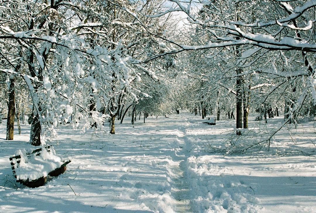 Labubu Winter Wonderland Collectible